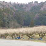 若狭町成出、日本海側を代表する梅の産地、福井梅を育てる西田梅林の風景