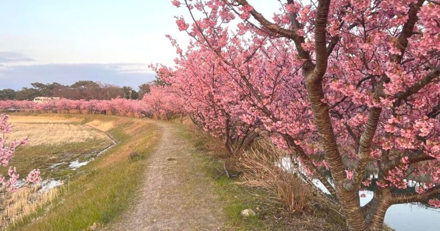 焼津市、藤守川沿いの河津桜の風景