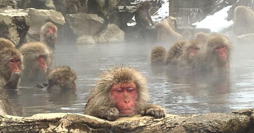 山ノ内町平穏、地獄谷野猿公苑、気持ちよさそうに温泉に入る猿たちの風景