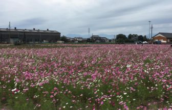 弥富市鮫ケ地、県道沿いに咲くコスモス畑