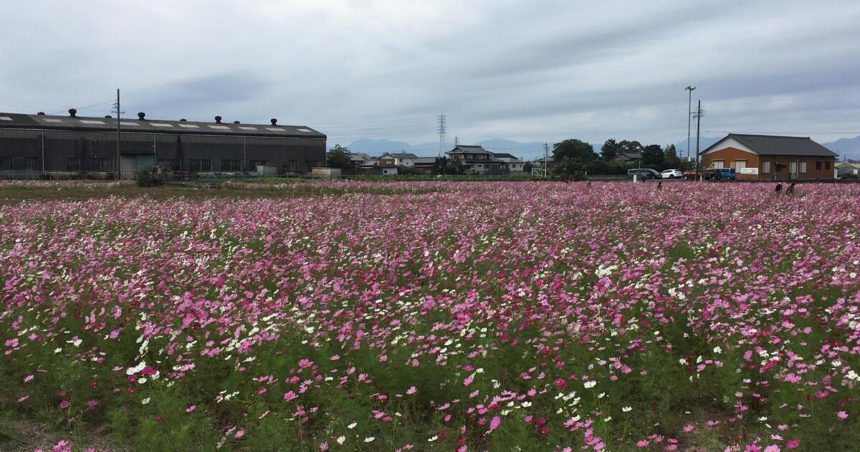 弥富市鮫ケ地、県道沿いに咲くコスモス畑