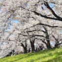 八幡市、宇治川沿いの堤防、背割堤に約1.4kmに渡って続く美しい桜並木の風景
