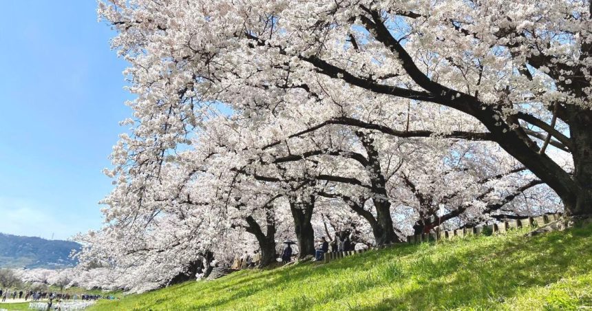 八幡市、宇治川沿いの堤防、背割堤に約1.4kmに渡って続く美しい桜並木の風景