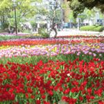 横浜市中区、日本で最も古い西洋式公園の1つで、約70種ものチューリップが咲く横浜公園