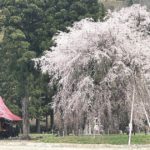 湯沢市横堀赤塚、樹齢200年以上と言われ、秋田県景観百選にも選ばれている、おしら様の枝垂れ桜