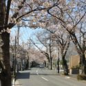 横浜市青葉区あざみ野、地元では春になると桜のトンネルとも言われる、あざみ野桜通り