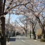 横浜市青葉区あざみ野、地元では春になると桜のトンネルとも言われる、あざみ野桜通り