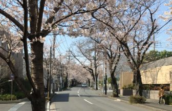 横浜市青葉区あざみ野、地元では春になると桜のトンネルとも言われる、あざみ野桜通り