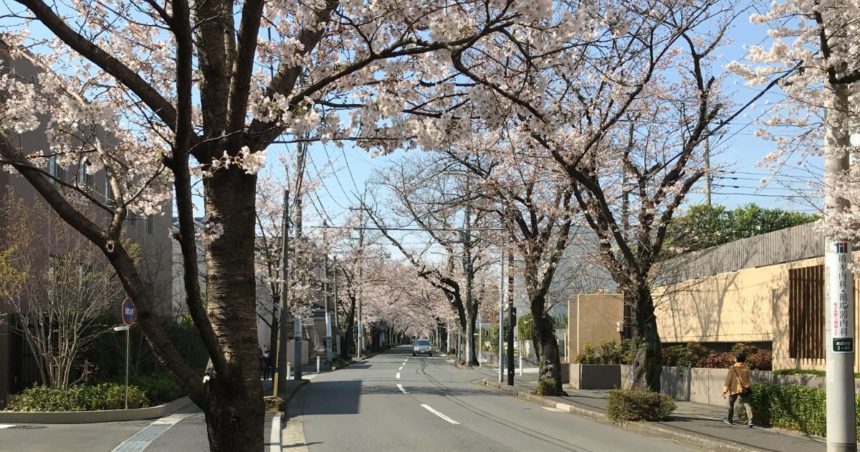 横浜市青葉区あざみ野、地元では春になると桜のトンネルとも言われる、あざみ野桜通り