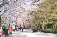 朝倉市秋月、秋月城跡へ続く馬場通り、桜が美しく咲く春の風景