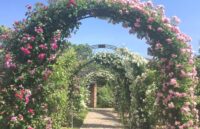 可児市瀬田、約7,000種ものバラが集まる世界最大級のバラ園、ぎふワールド・ローズガーデン