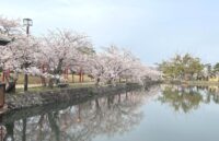 小城市小城町、春には約3,000本の桜が咲く地元の名所、小城公園の風景
