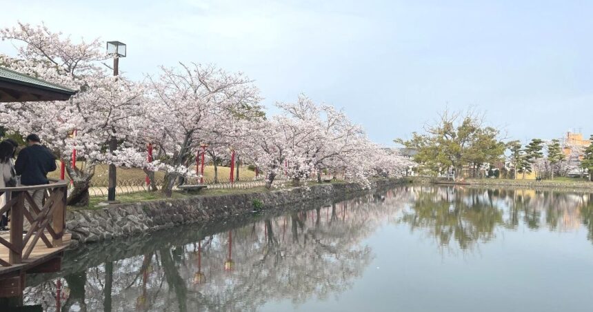 小城市小城町、春には約3,000本の桜が咲く地元の名所、小城公園の風景