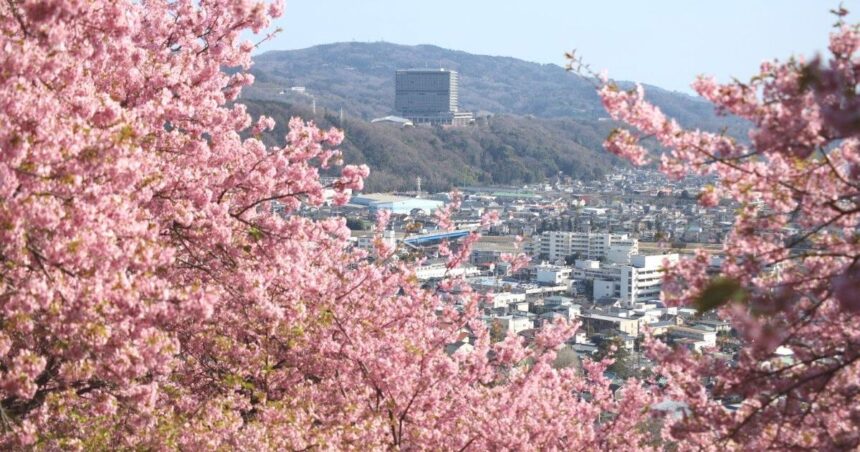 大井町の丘陵地に咲く河津桜（早咲き桜）の風景