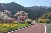 ときがわ町、白石峠へと続く道に咲く花々の風景