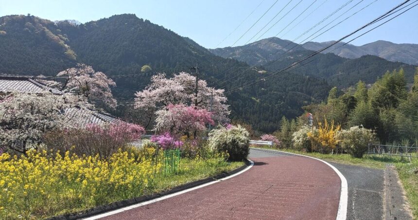 ときがわ町、白石峠へと続く道に咲く花々の風景