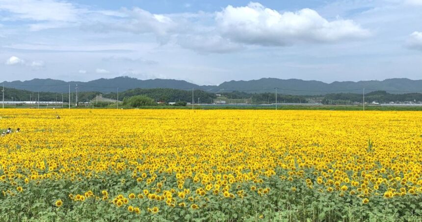 山元町高瀬、毎年夏にやまもとひまわり祭りが開催されている、ヒマワリ畑の風景